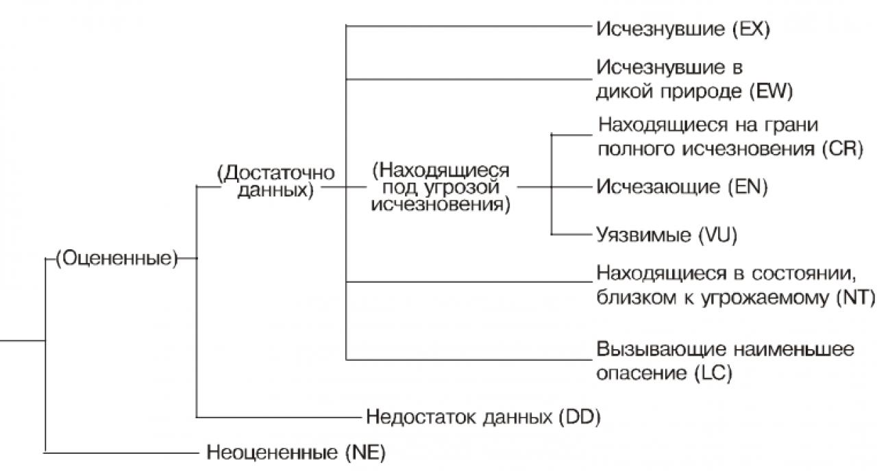 Структура категорий 